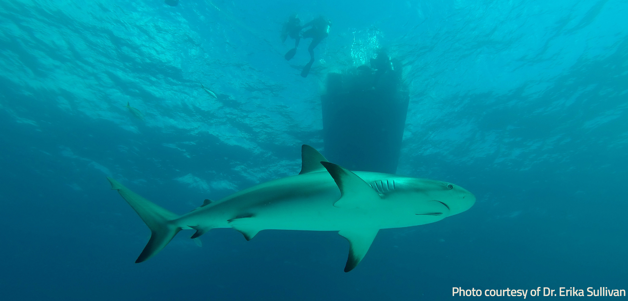 Australia’s Response to Shark Attacks