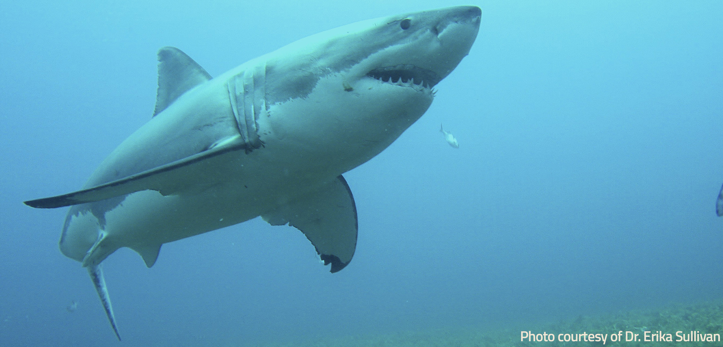 Australia’s Response to Shark Attacks