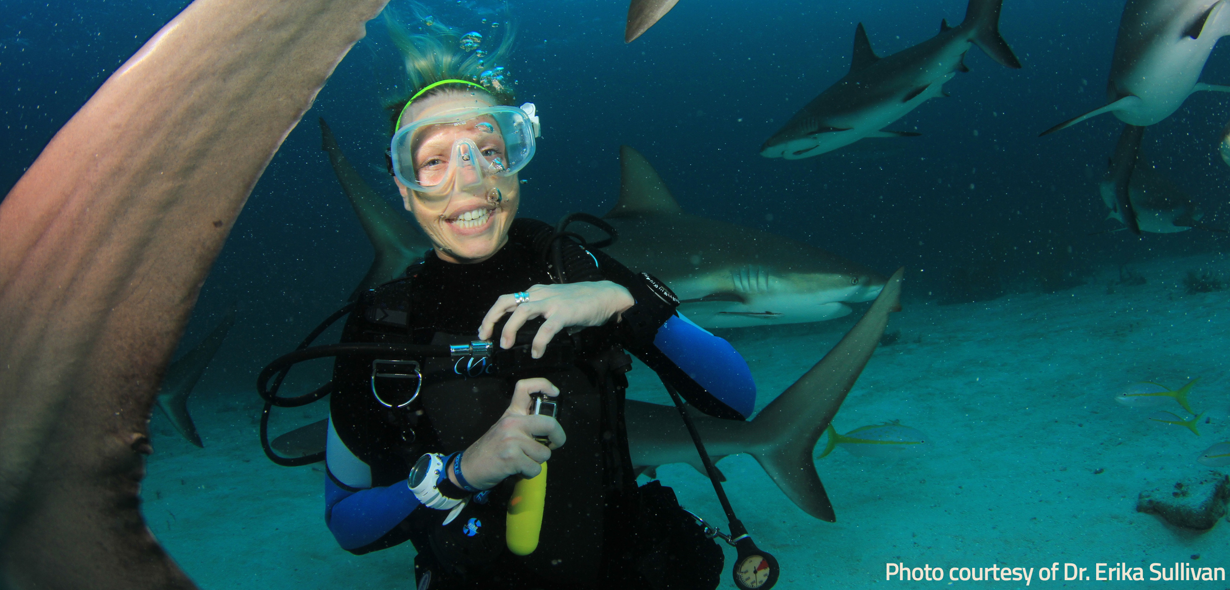 Australia’s Response to Shark Attacks - Dr Erika Sullivan