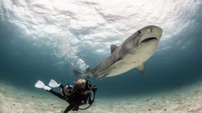 Photo: Julie Andrews | Shark Angels