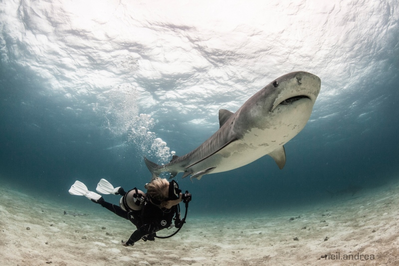 Sharks | Photo: Julie Andrews | Shark Angels 