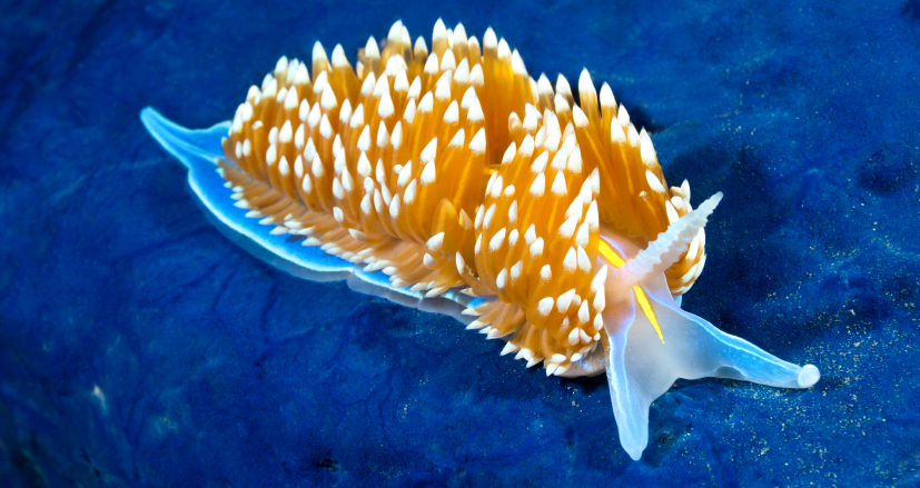 female marine animals - Nudibranch