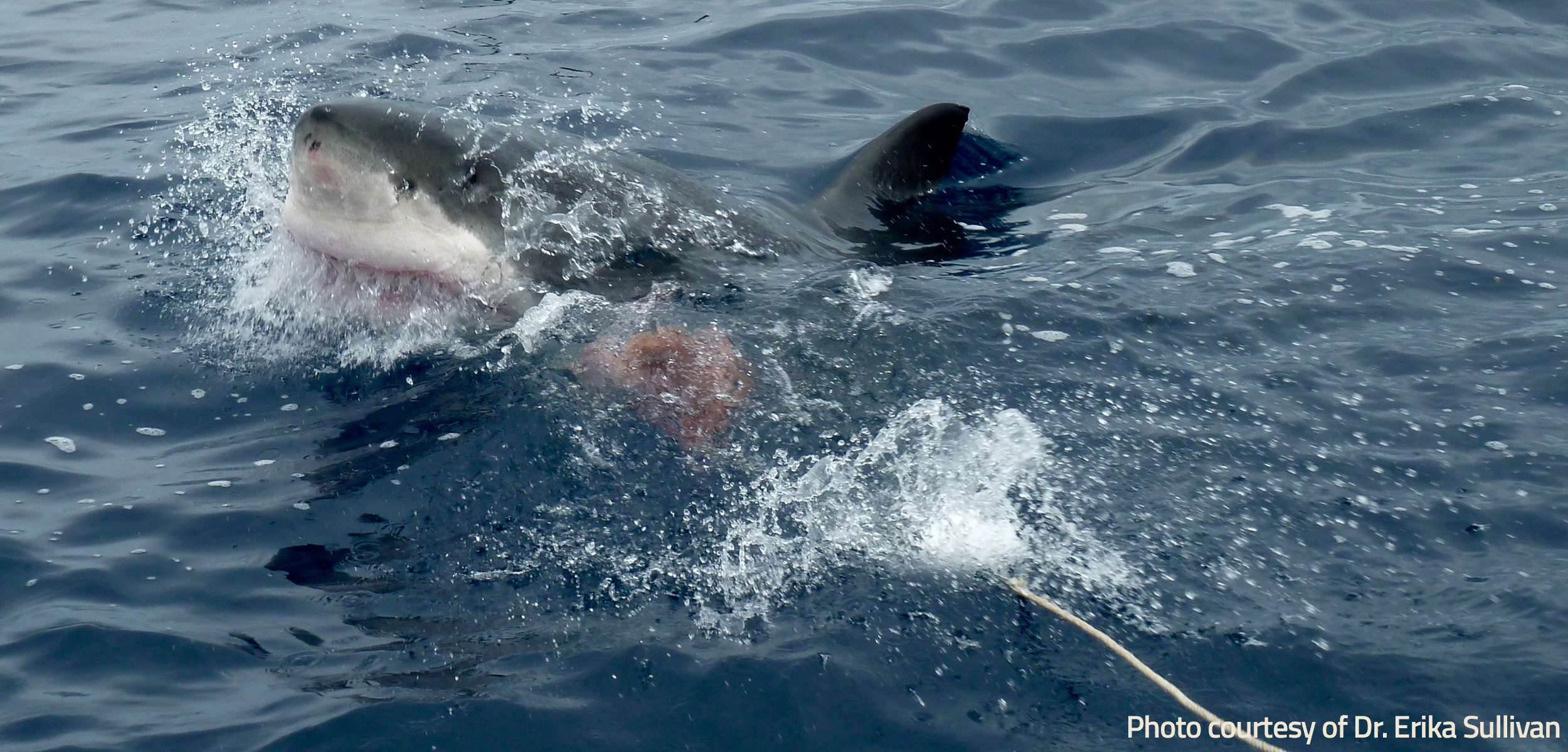 Rare soupfin shark caught and saved by Dana Point captain famous for  disentangling great white shark in surf line – Orange County Register