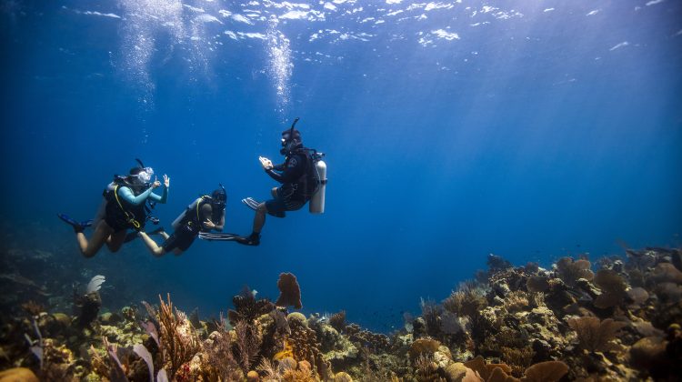 Pro-Boost-Divemaster - Underwater - Coral