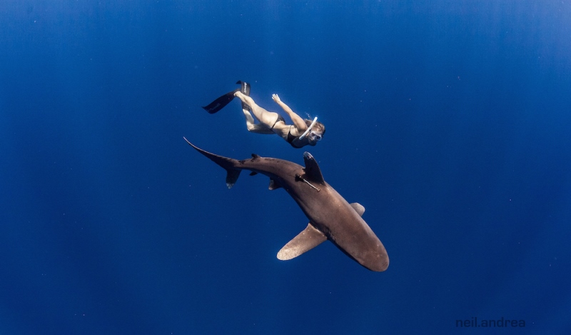 julie-andrews-shark-freediving