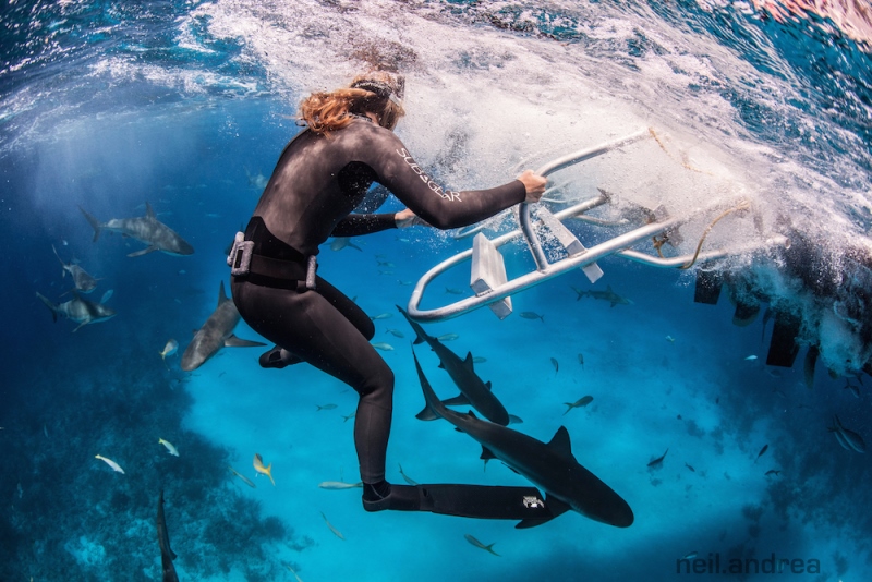 julie-andrews-sharks