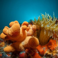 Coral - Scuba Diving Sesimbra