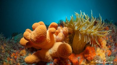 Coral - Scuba Diving Sesimbra