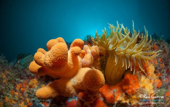 Coral - Scuba Diving Sesimbra