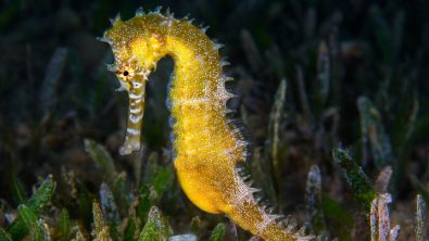 Seahorse