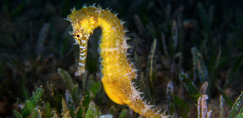 Seahorse