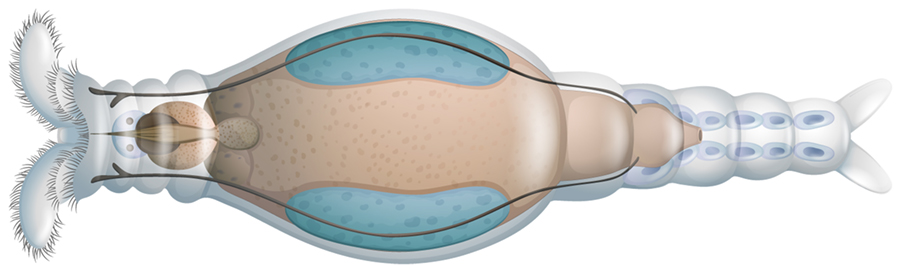 Illustration showing a rotifer