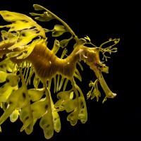 The leafy seadragon, Phycodurus eques