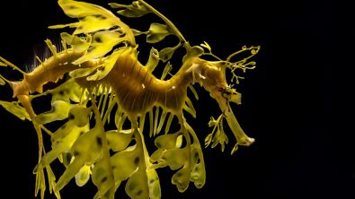 The leafy seadragon, Phycodurus eques