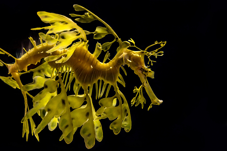 The leafy seadragon, Phycodurus eques against black bacground