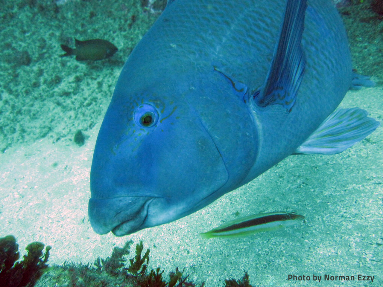 blue-groper