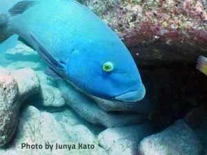 blue-groper2