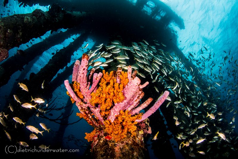 diving calendar