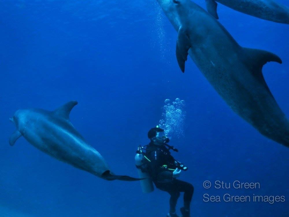 gary-green-dolphins2