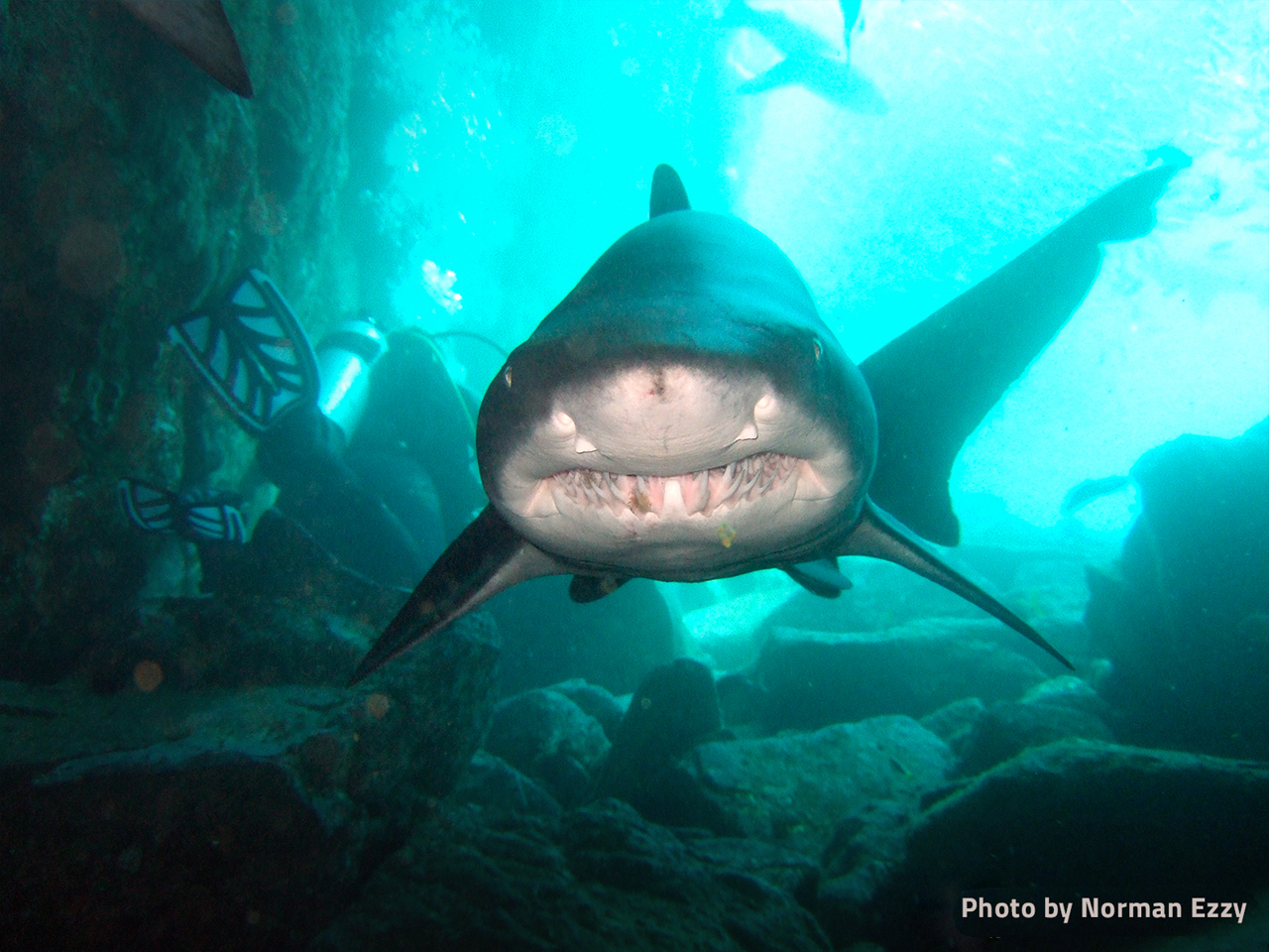 grey-nurse-shark