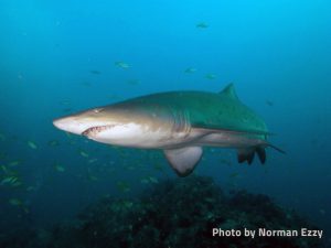 grey-nurse-shark2