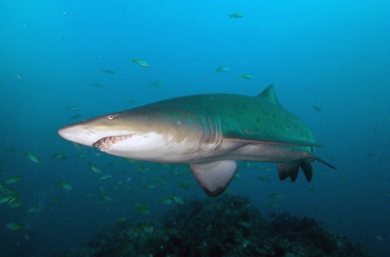 cave dives - grey-nurse-shark2