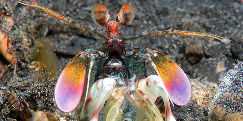 mantis shrimp bucket list animal