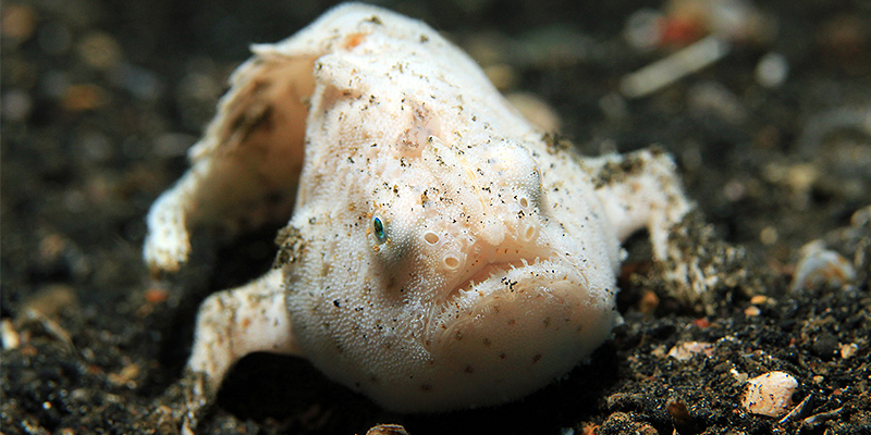 painted-frogfish