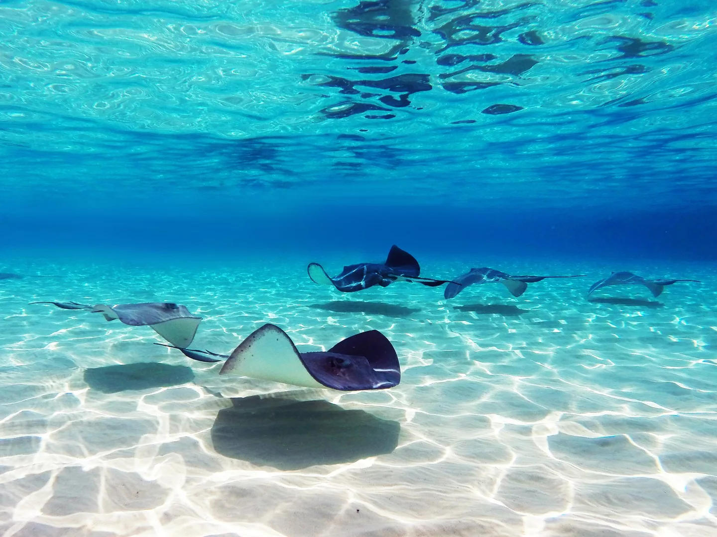 stingrays swimming in water cayman islands