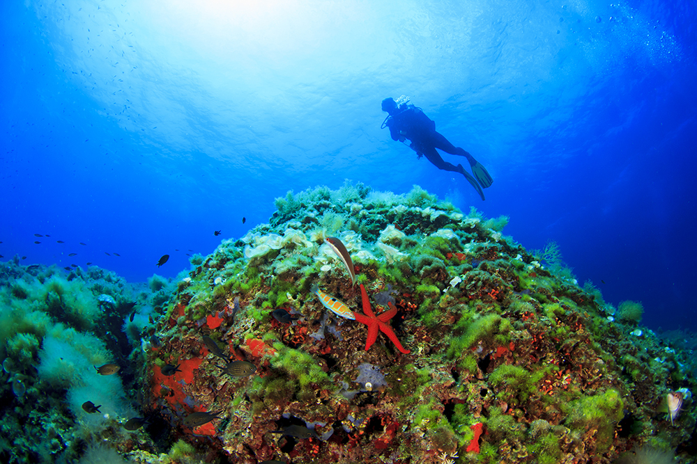 A diver explores a reef in Ibiza, Spain