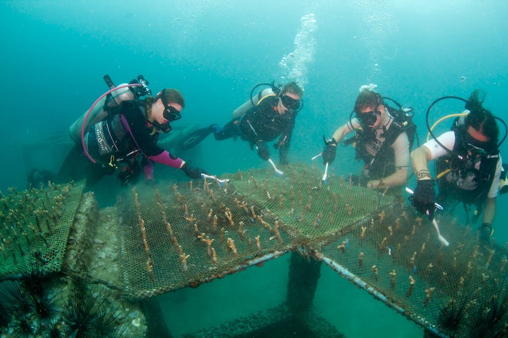 Coral Nursery 2