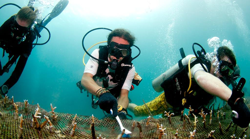 Coral Nursery