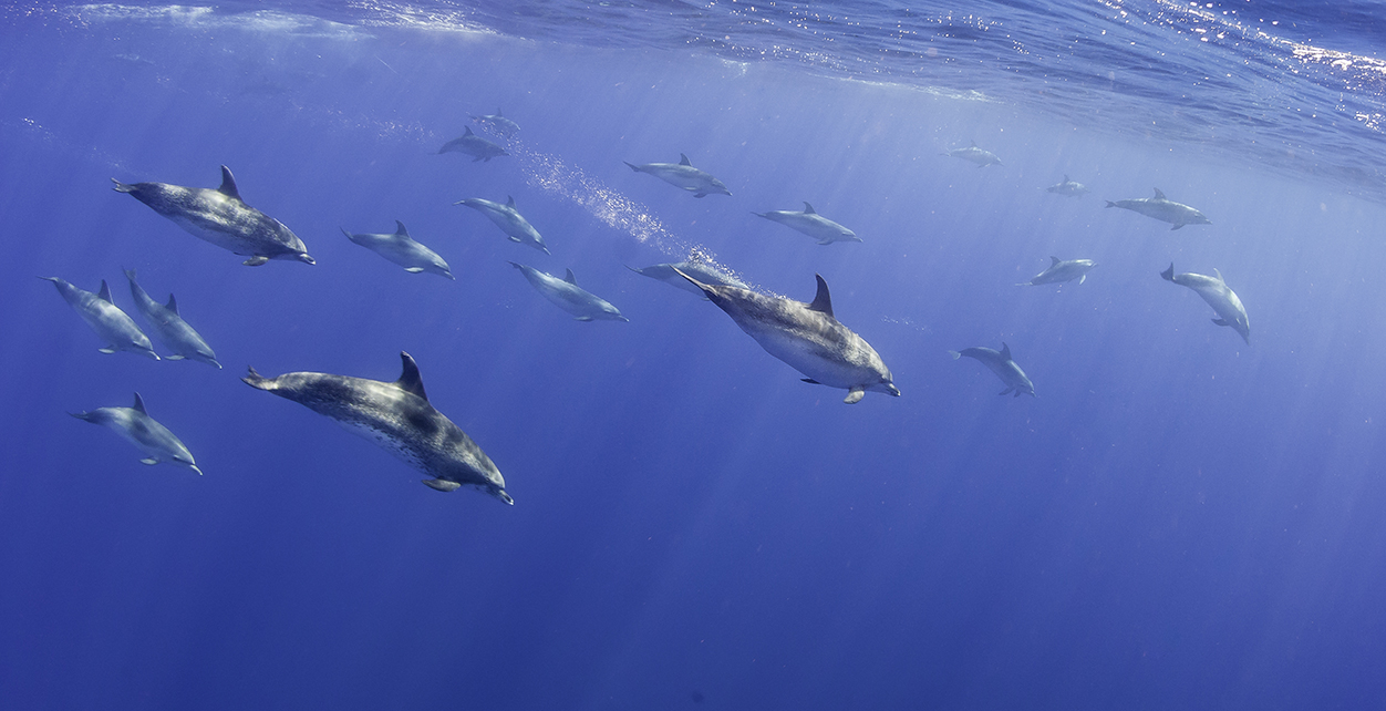 A pod of dolphins swim in the ocean in the Azores, Portugal, one of the most popular places in Europe for scuba divers