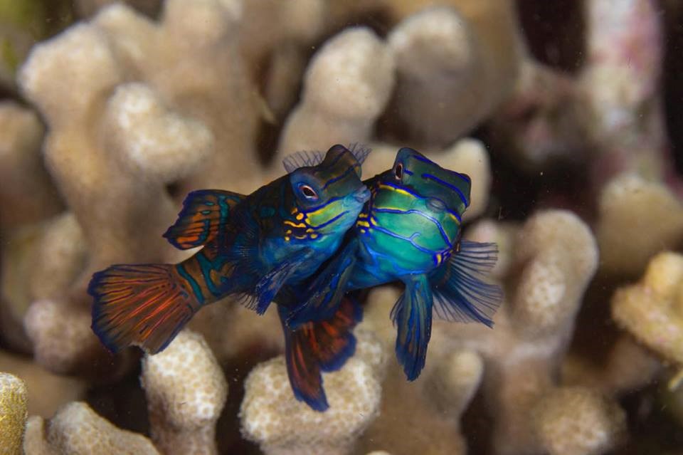 Underwater Photographer, Garri Tadlip