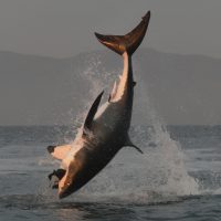 Diving Olympics Great White