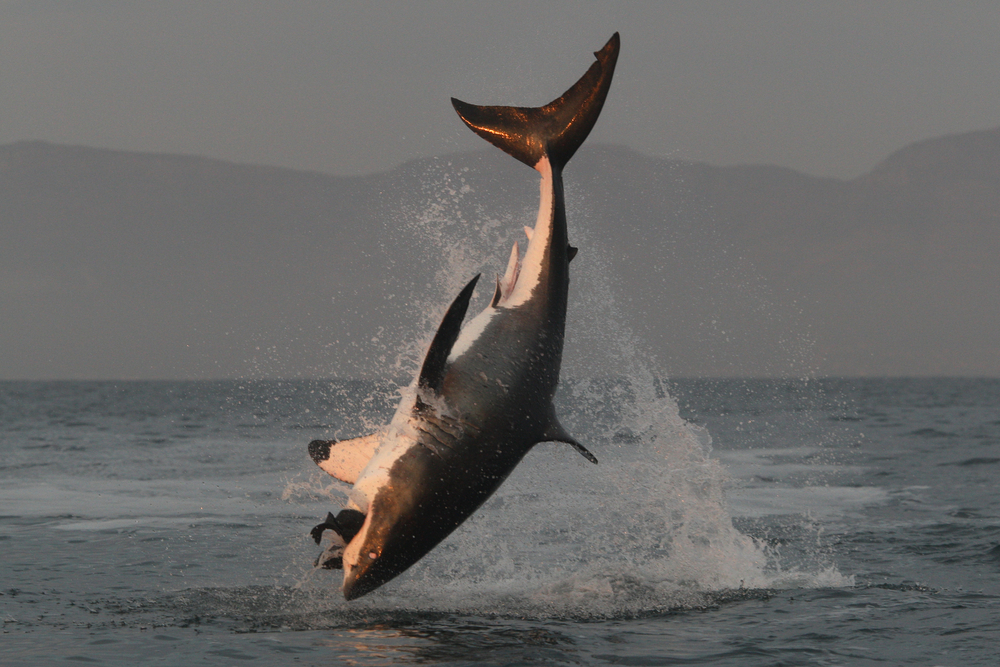Diving Olympics Great White