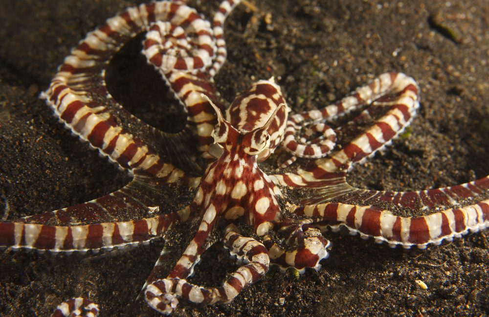 Marine Mimics: 5 Animals That Are Always in Costume