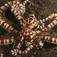 Mimic Octopus with arms spread out