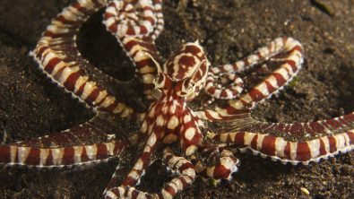 Mimic Octopus with arms spread out