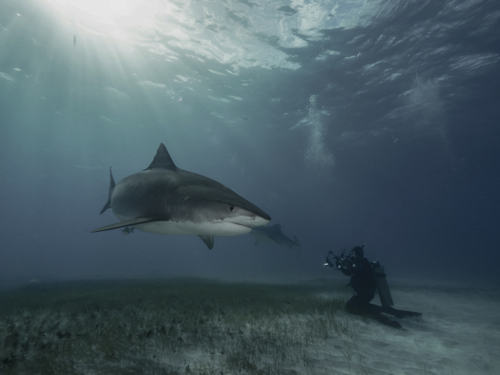 Photographing a Shark