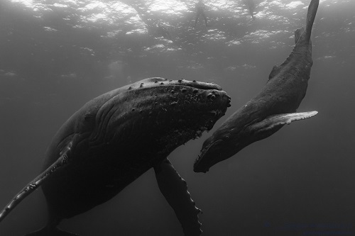 SERGIO-humpback-whale