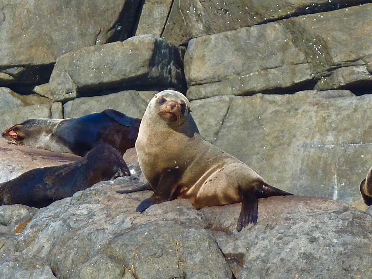 Sea Lion