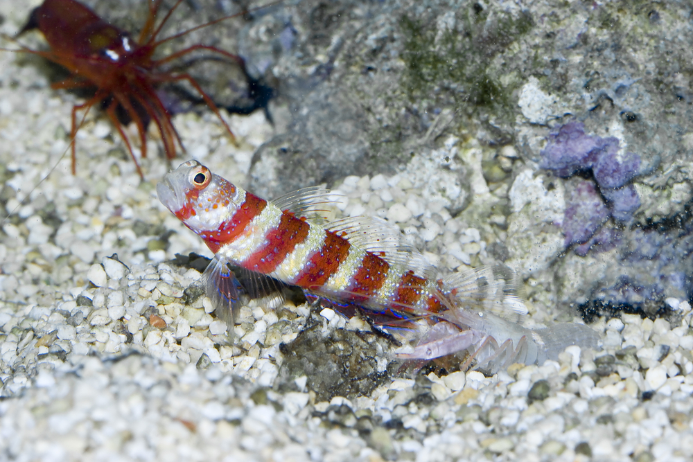 Shrimp Gobies - Sea Creature Friendships