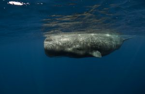 How Deep is the Ocean?