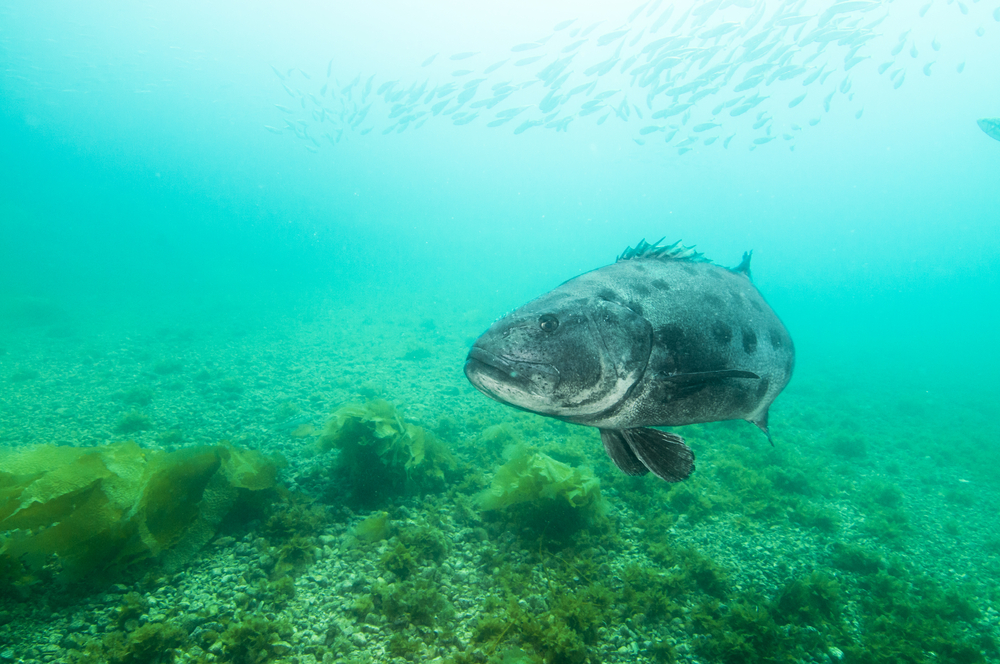 a giant sea bass in Catalina