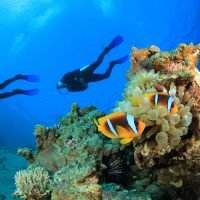 Two scuba divers exploring the underwater world.
