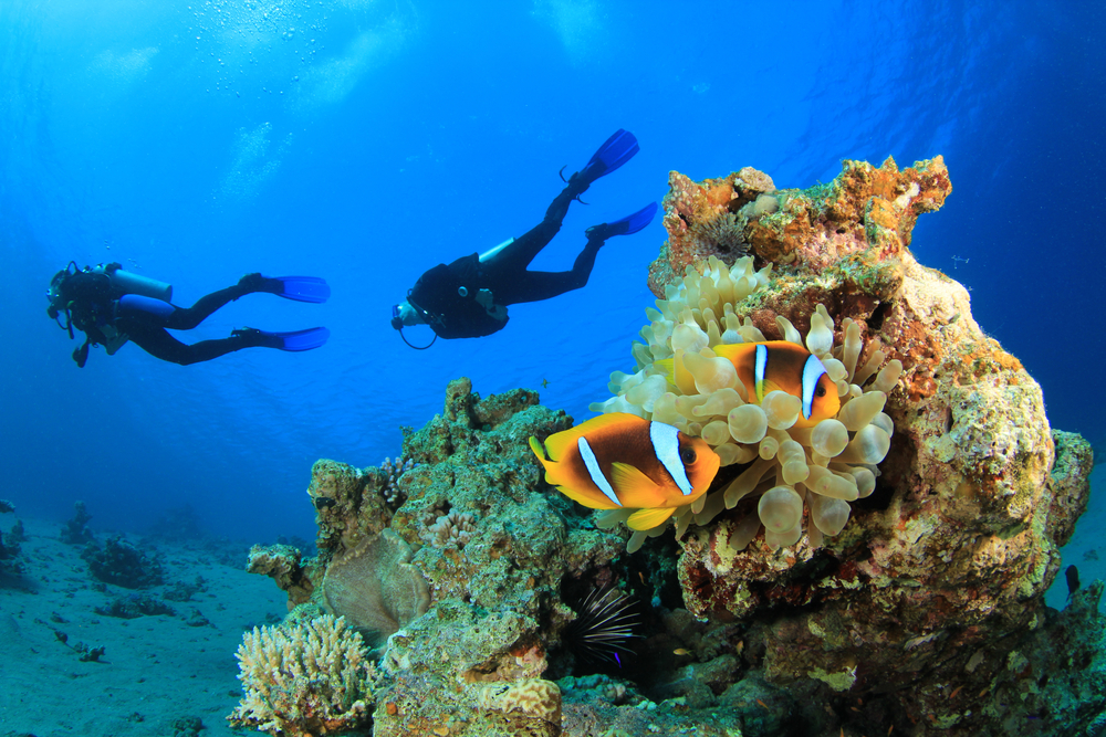 Two scuba divers exploring the underwater world.