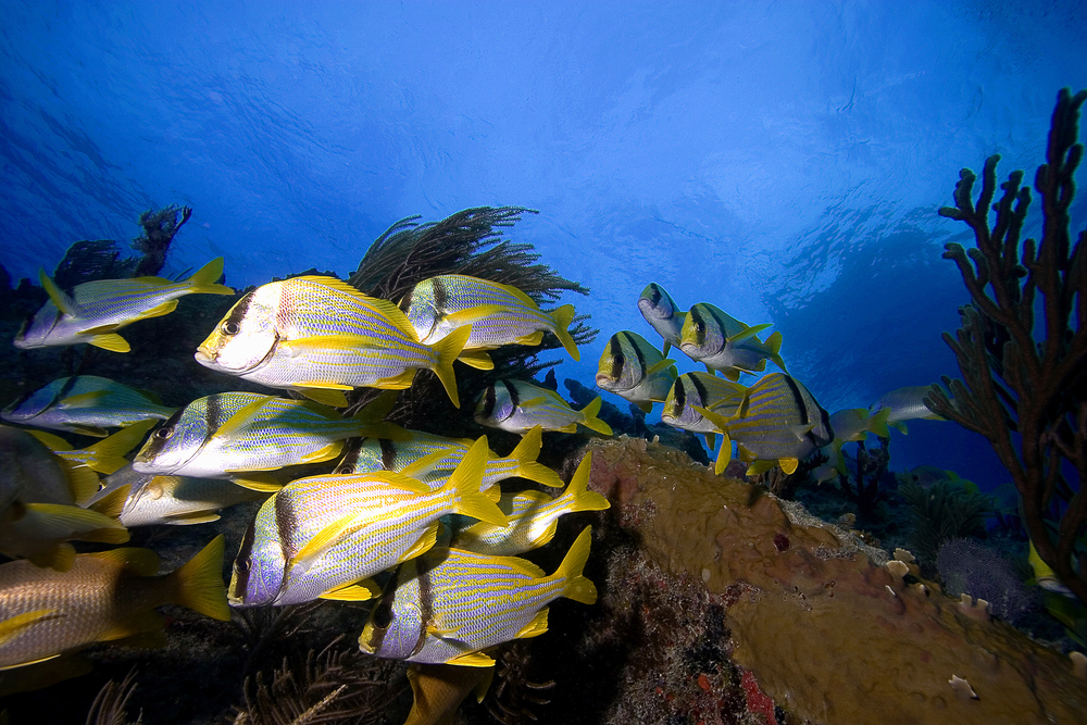 Florida Keys