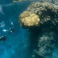 two divers explore a coral reef