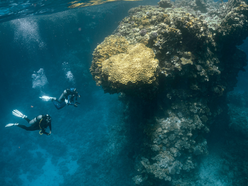 two divers explore a coral reef
